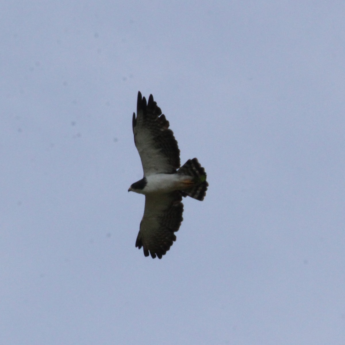 Short-tailed Hawk - ML609203775