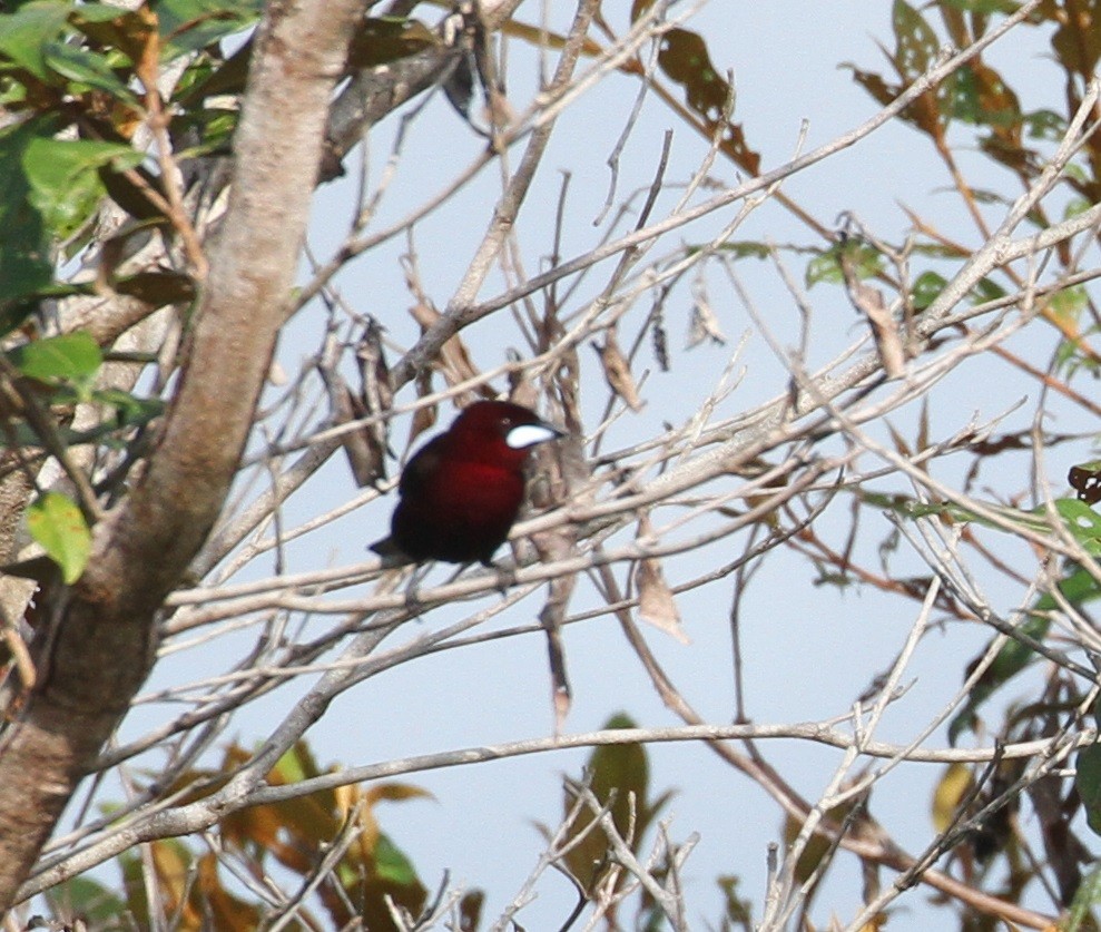 Silver-beaked Tanager - Don Coons