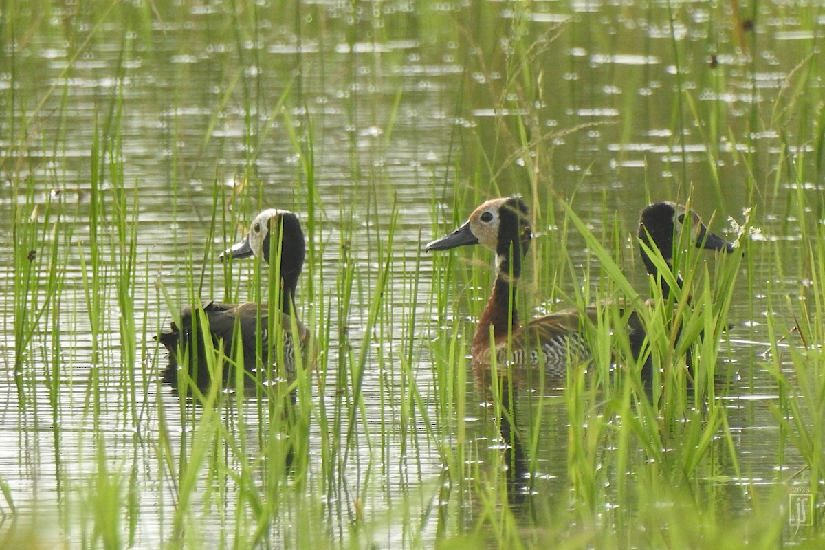 White-faced Whistling-Duck - Joshua Smolders