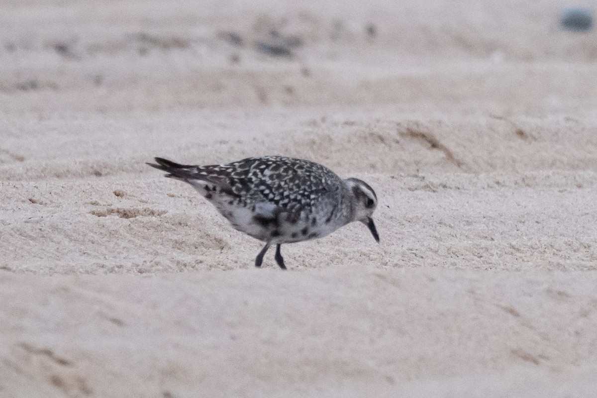 American Golden-Plover - ML609203911