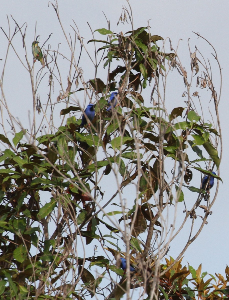 Red-legged Honeycreeper - Don Coons