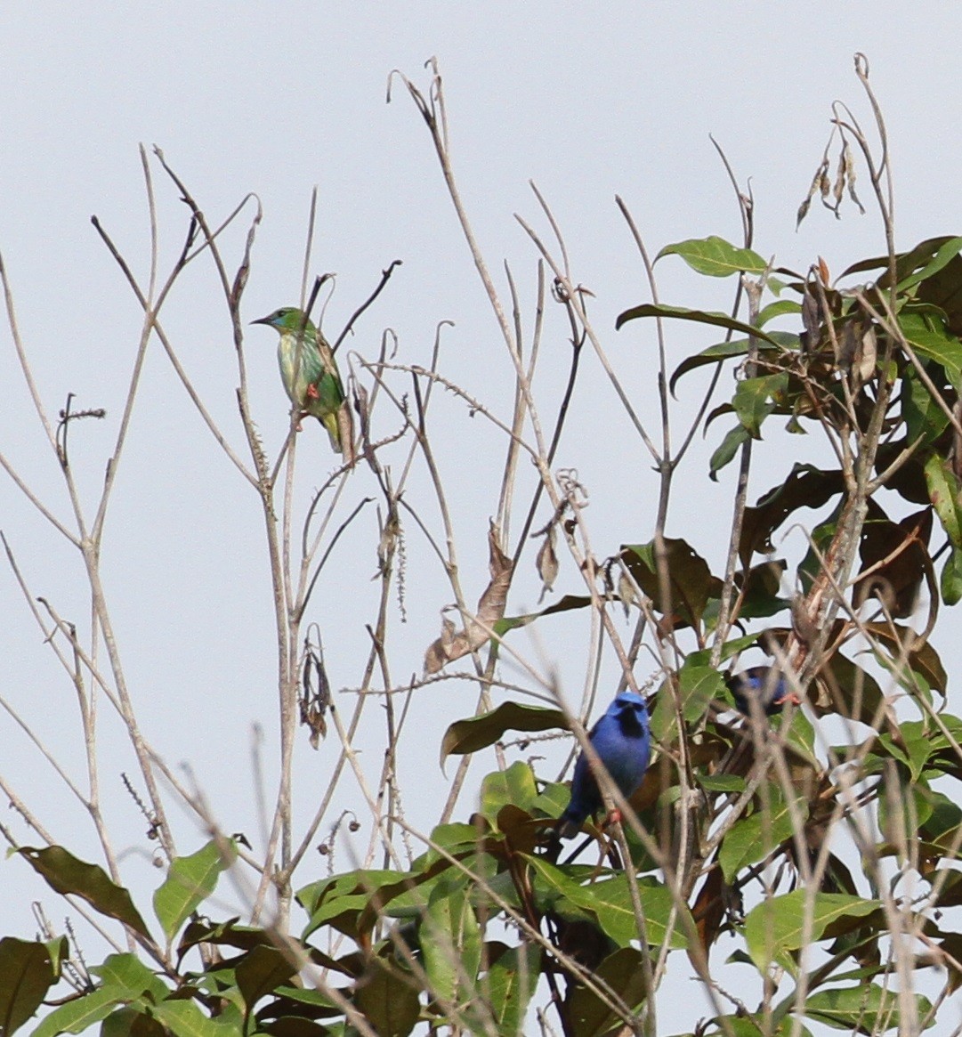 Red-legged Honeycreeper - ML609203921