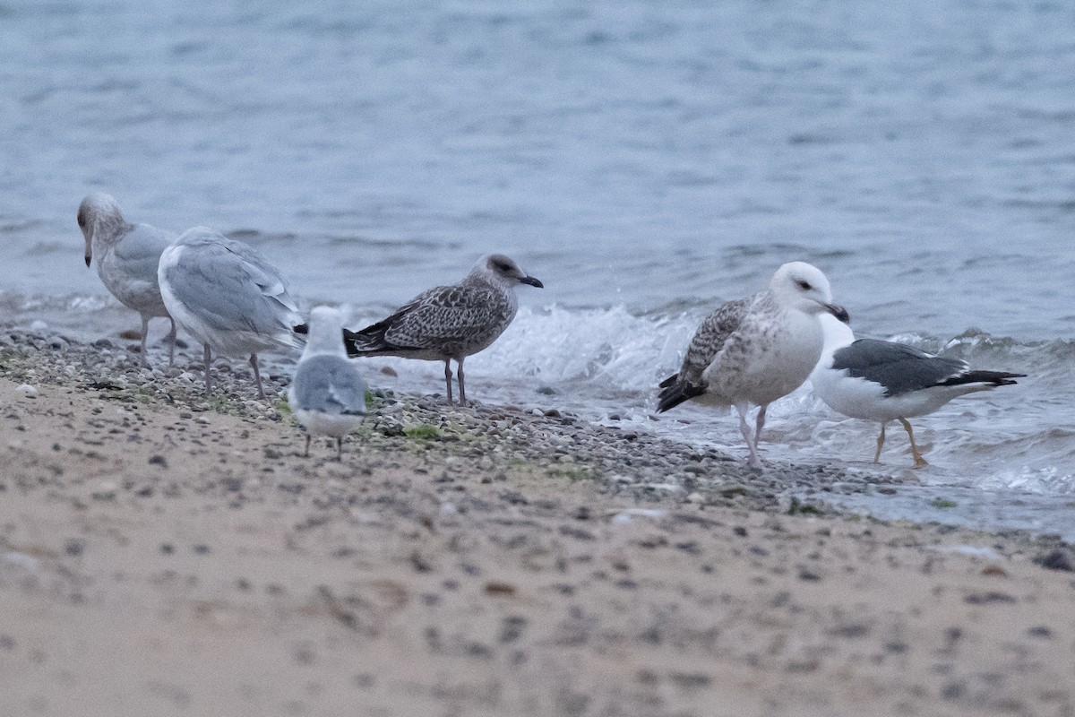 Lesser Black-backed Gull - ML609203992