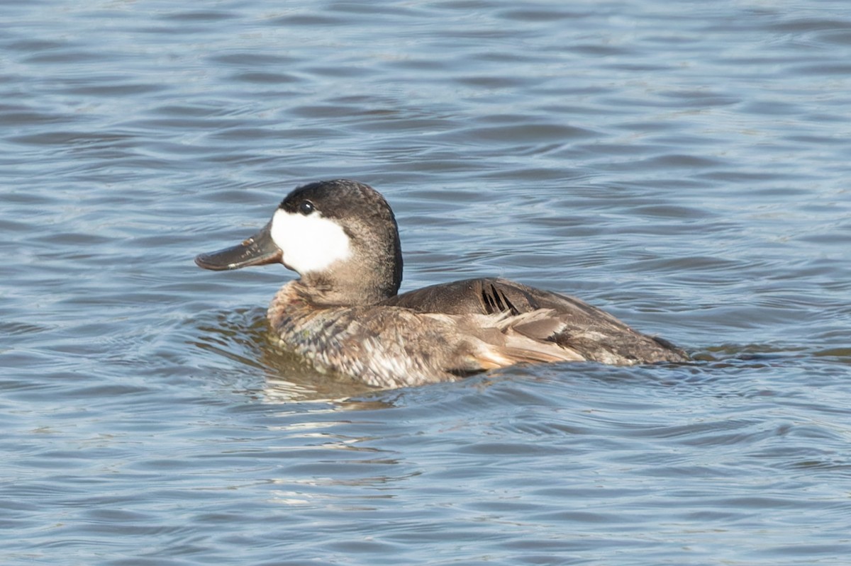 Ruddy Duck - Kyle Blaney