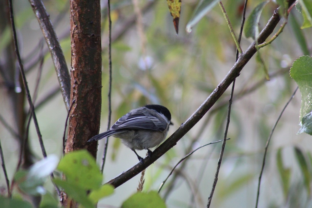 Black-capped Chickadee - ML609204143