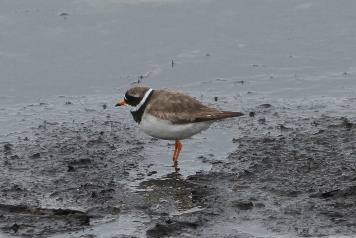 Common Ringed Plover - ML609204163