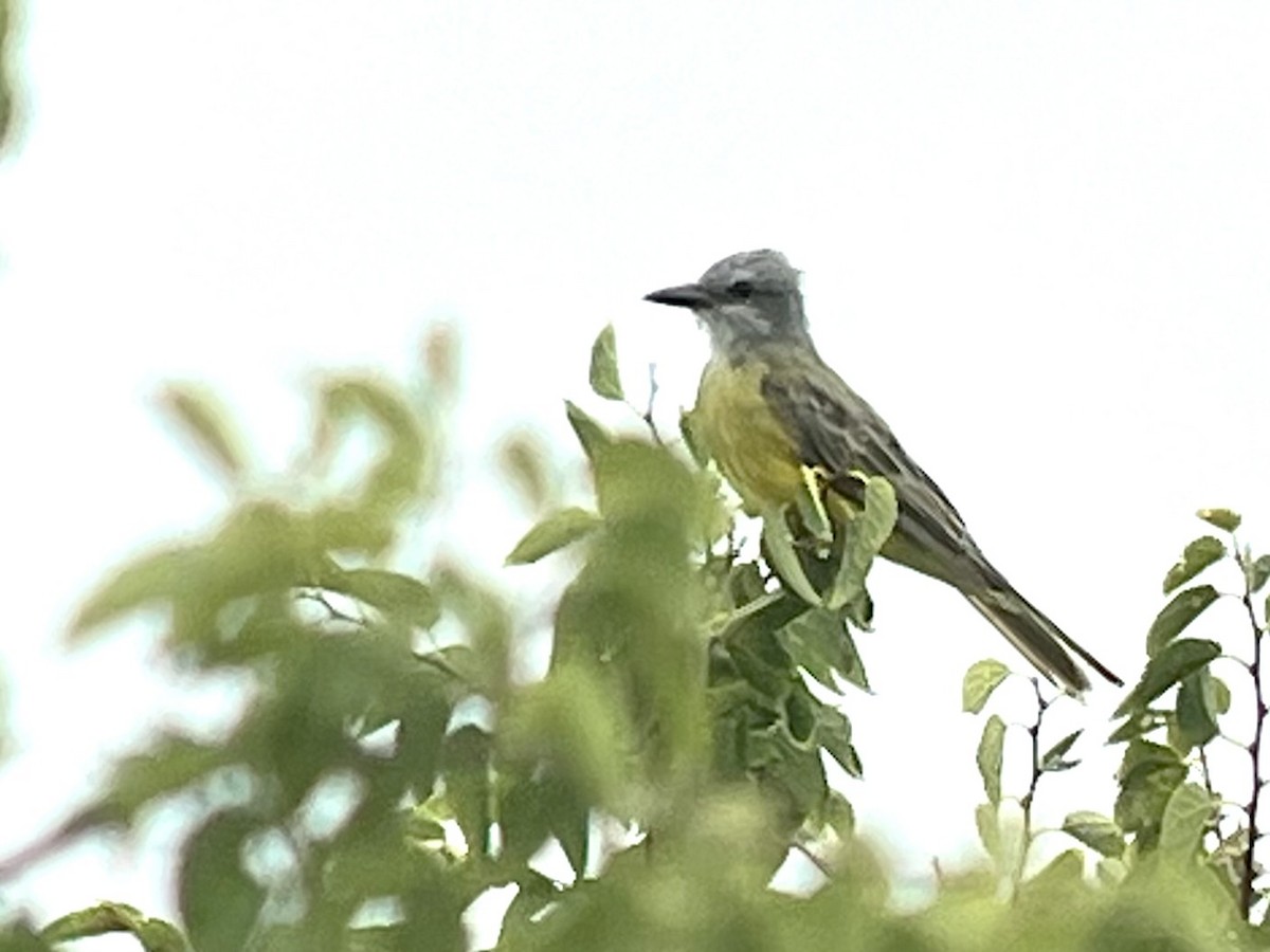 Couch's Kingbird - ML609204245