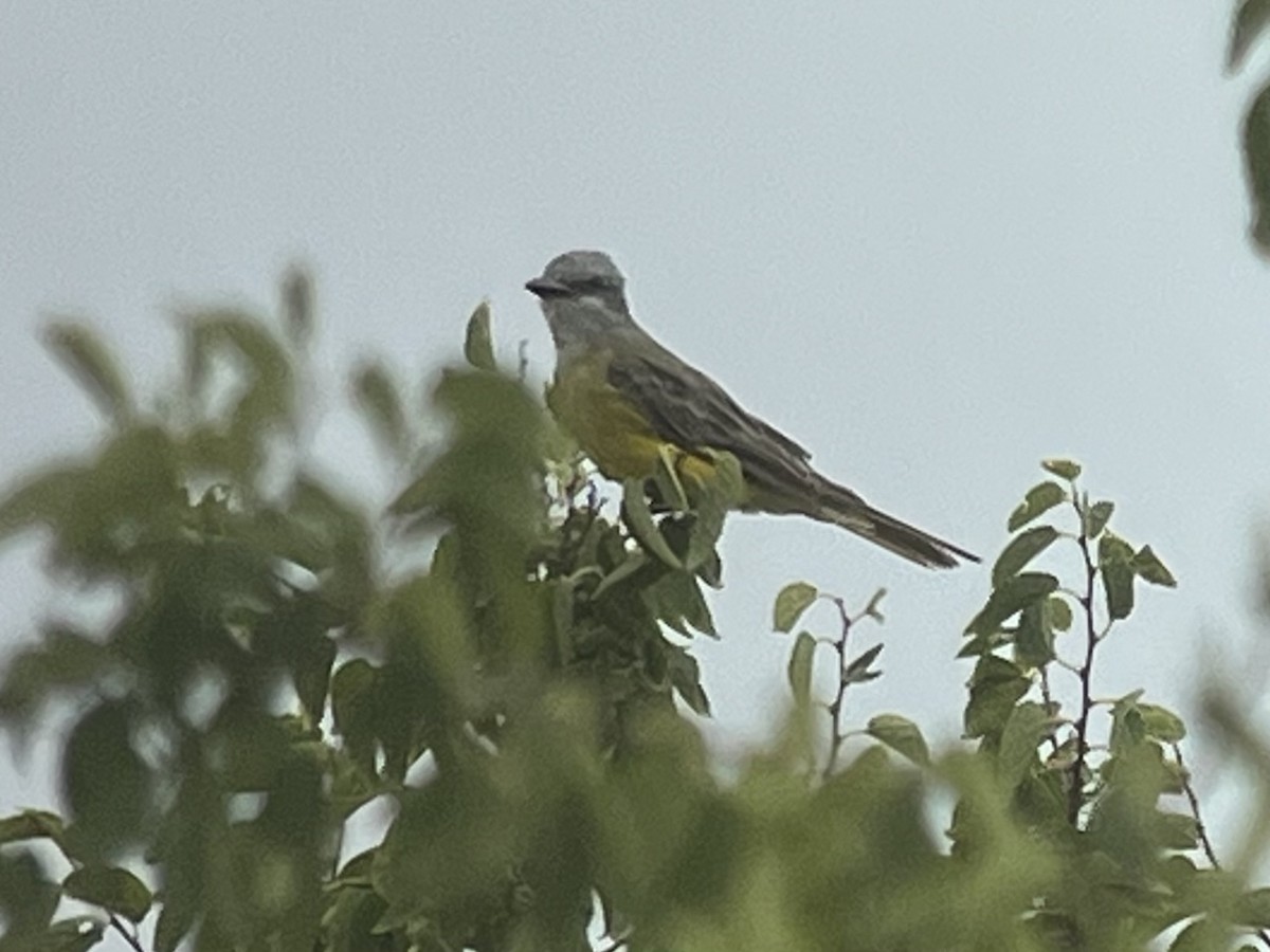 Couch's Kingbird - ML609204246