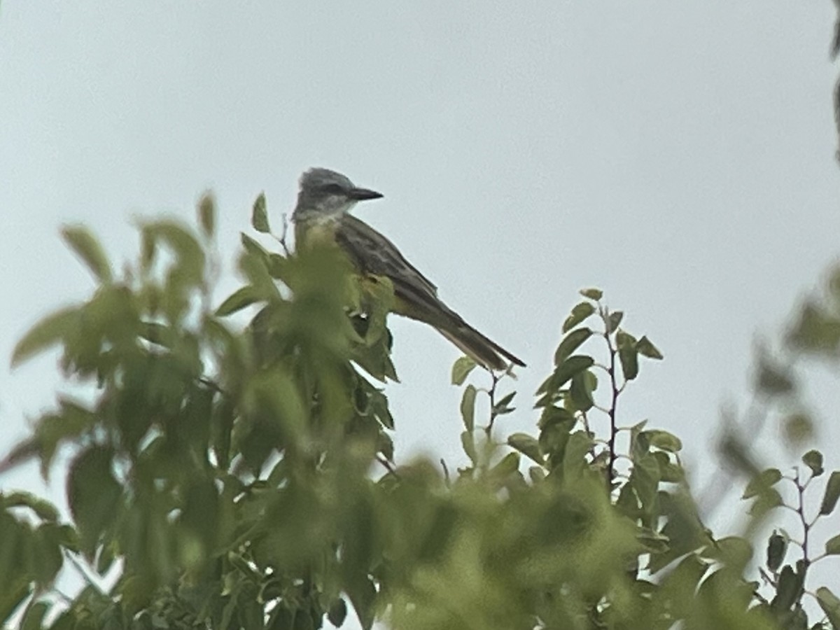 Couch's Kingbird - ML609204247