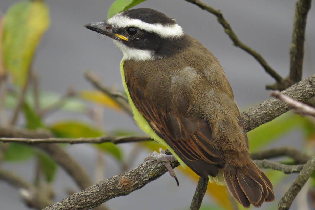 Great Kiskadee - ML609204258