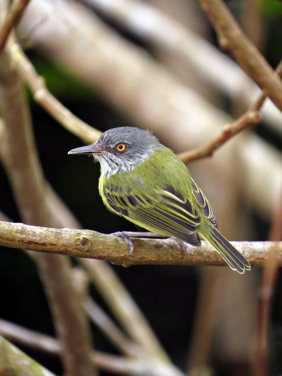 Spotted Tody-Flycatcher - ML609204261