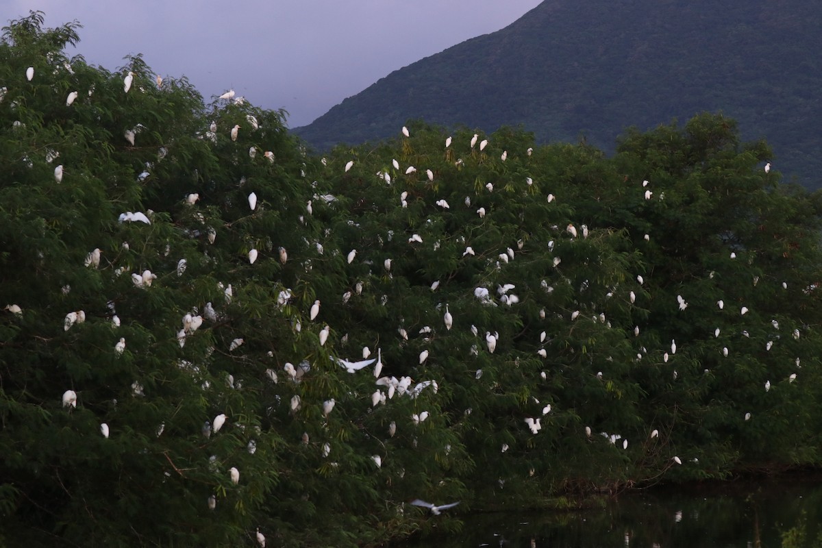 Eastern Cattle Egret - ML609204358