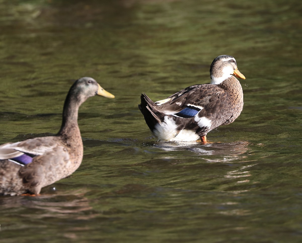 Mallard (Domestic type) - ML609204456