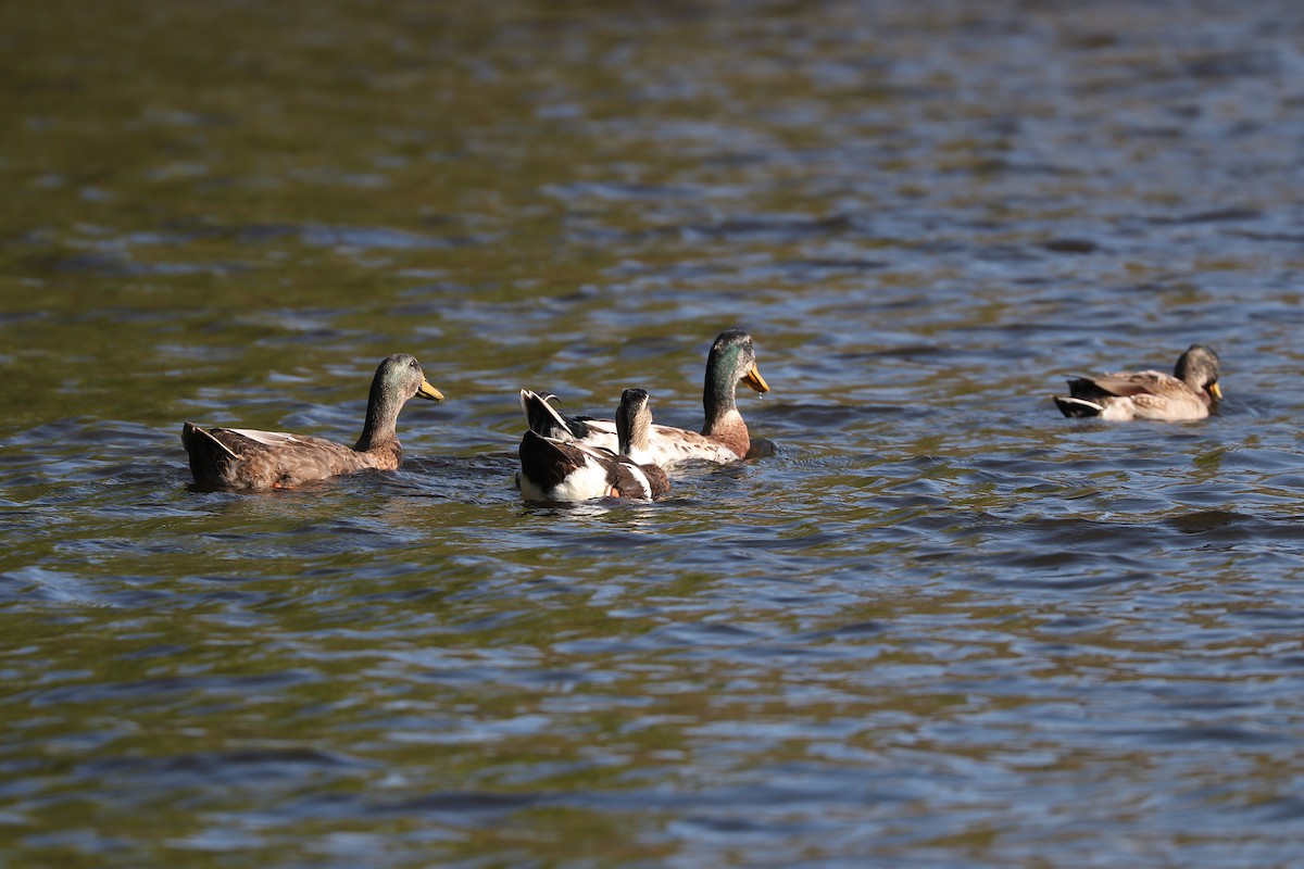 Mallard (Domestic type) - ML609204457