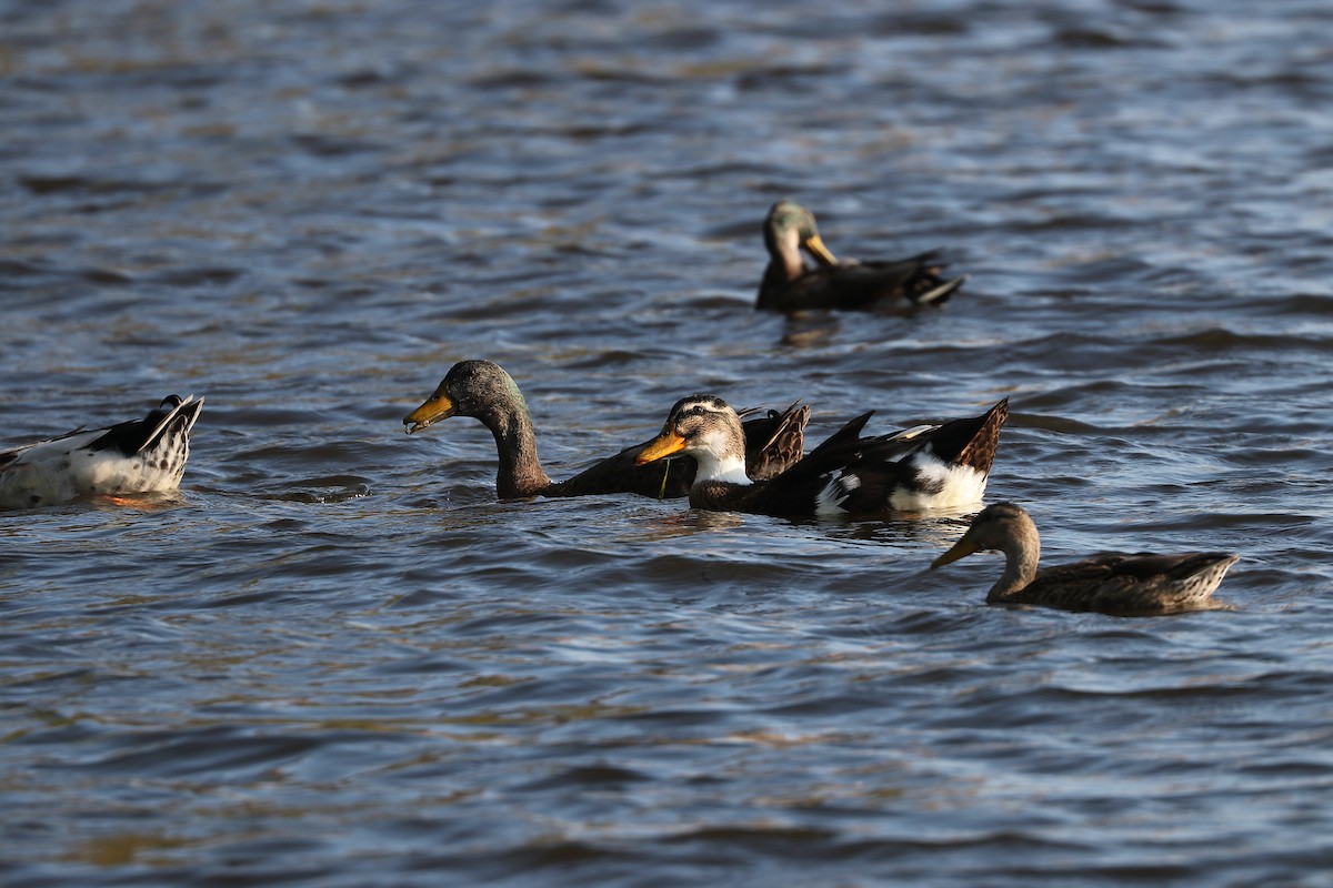 Mallard (Domestic type) - ML609204458
