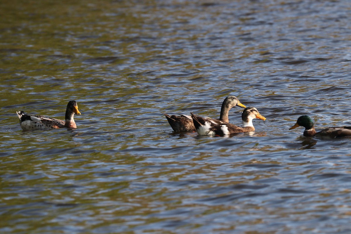 Mallard (Domestic type) - ML609204459