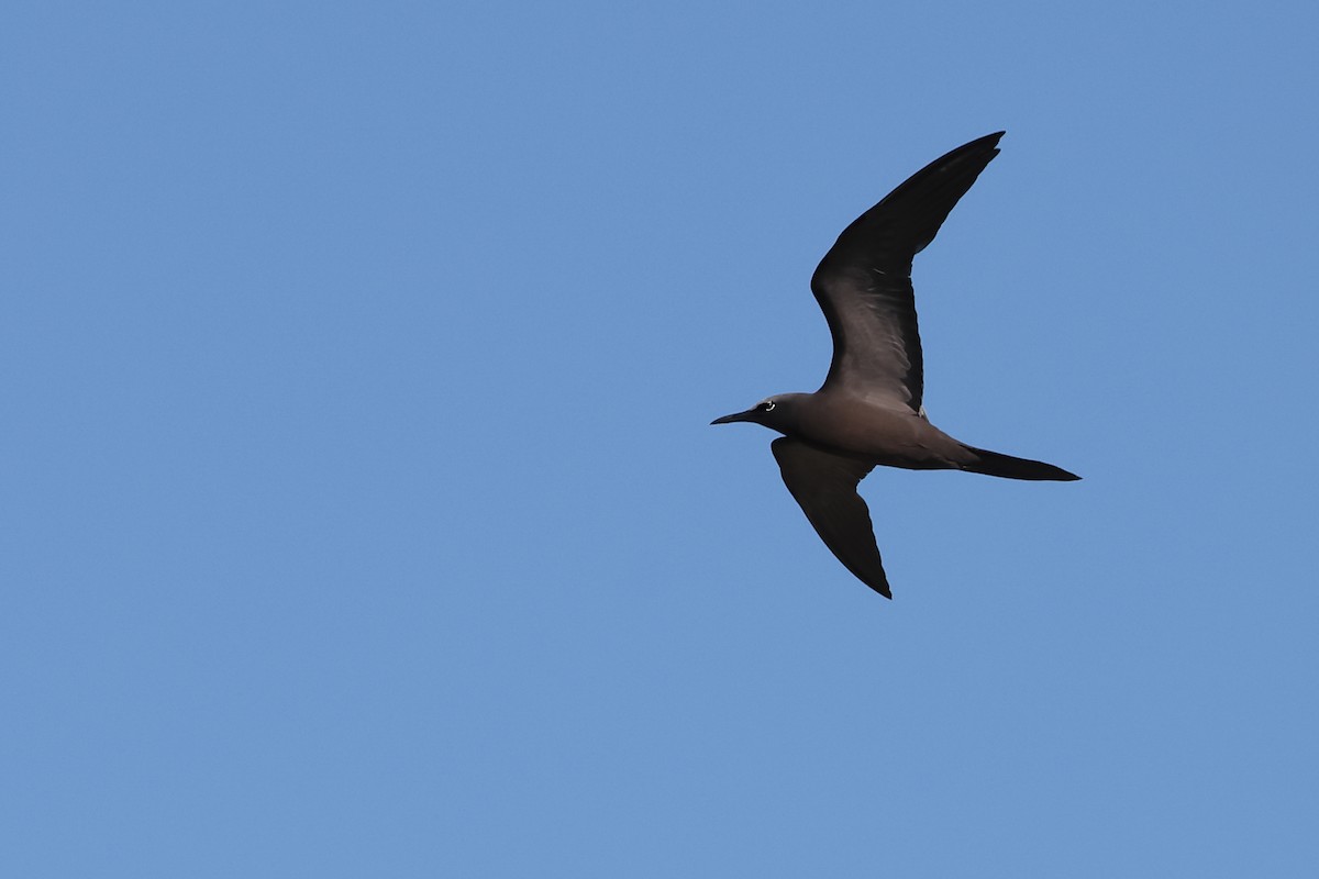 Brown Noddy - ML609204493