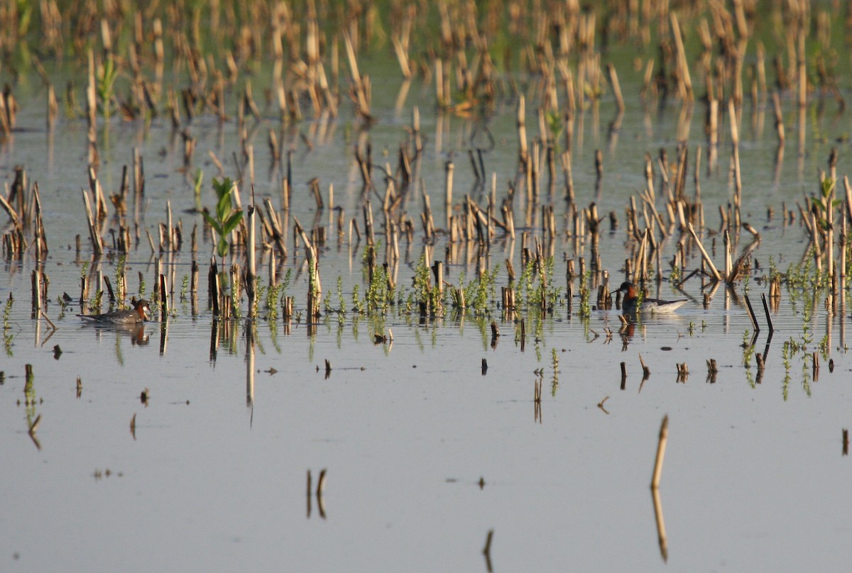 Red-necked Phalarope - ML609204541