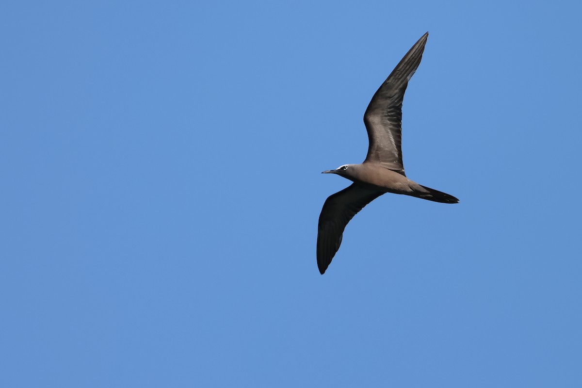 Brown Noddy - ML609204628