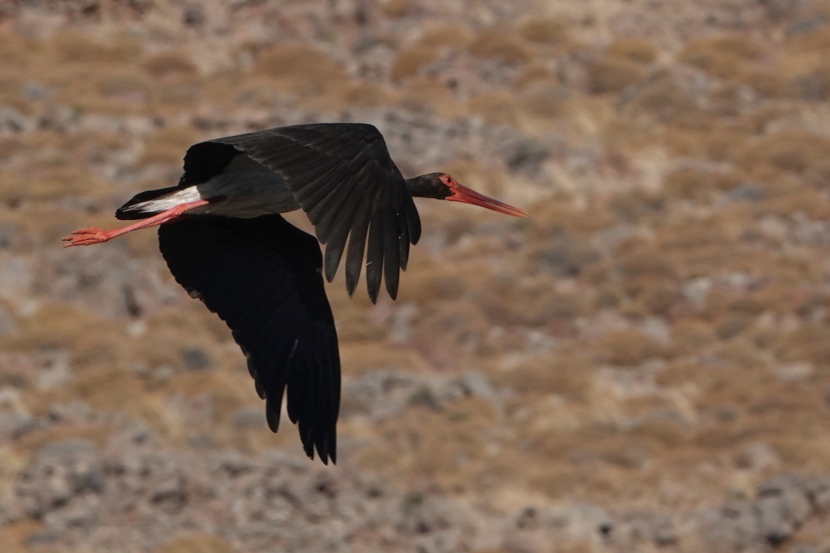 Black Stork - ML609204719