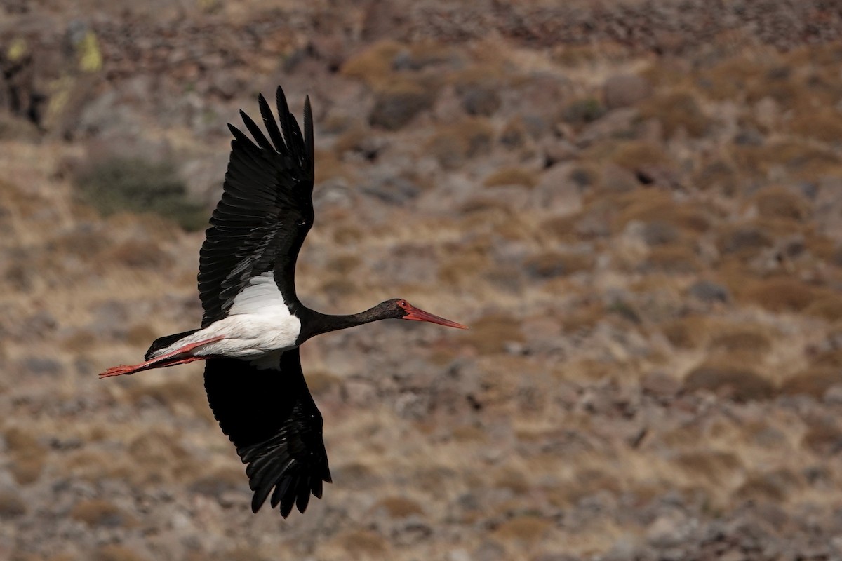 Black Stork - ML609204723