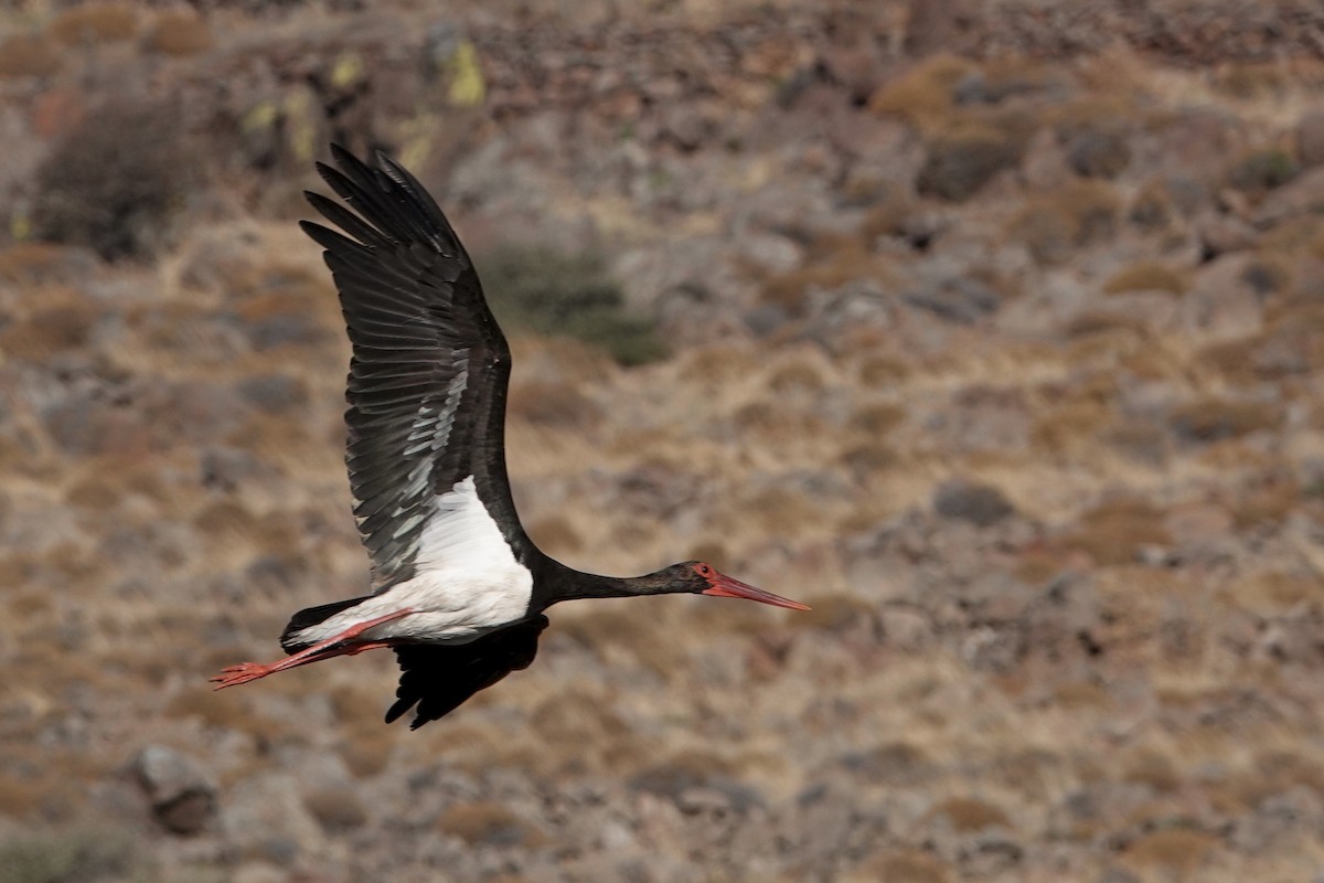 Black Stork - David Oulsnam