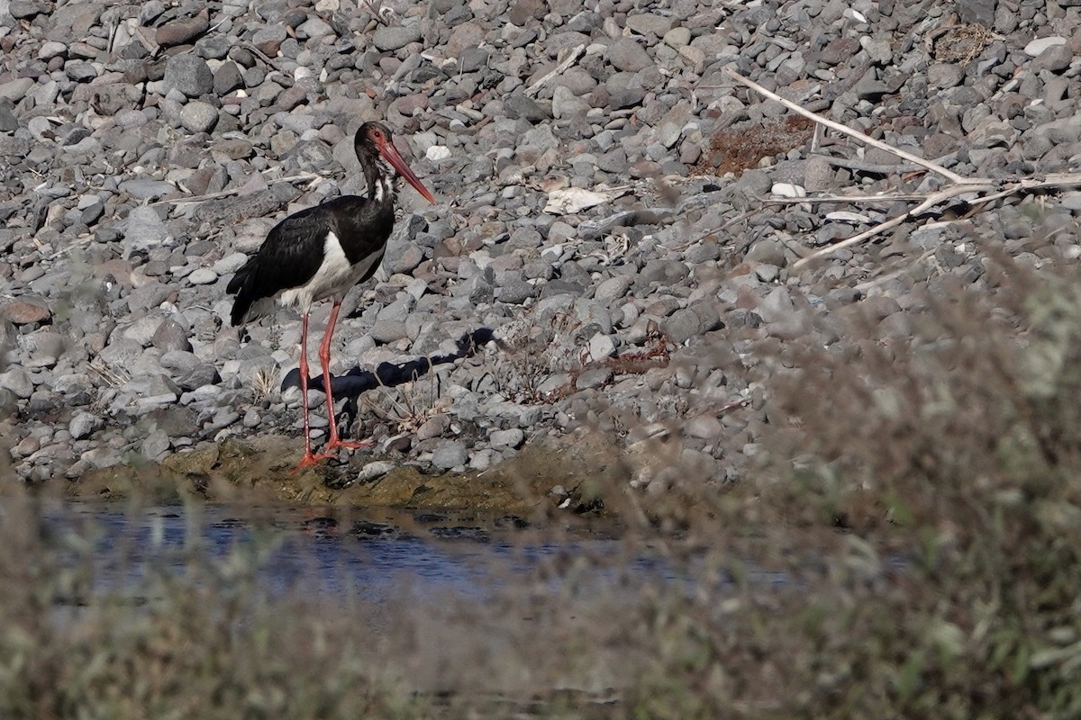 Black Stork - ML609204726