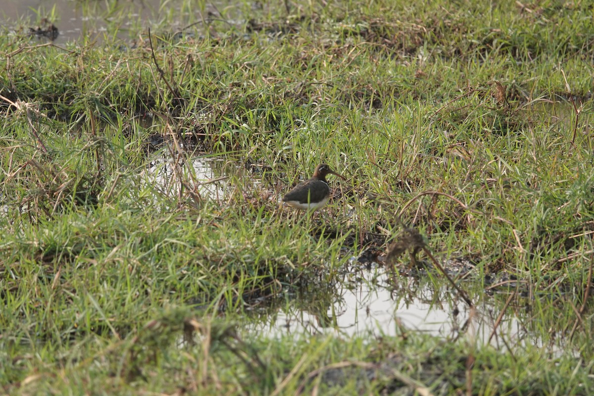 Greater Painted-Snipe - ML609204799