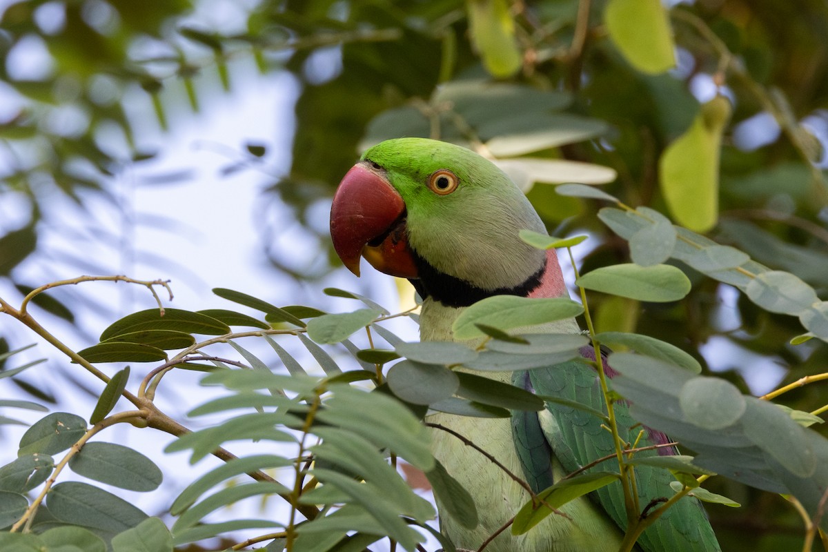 Alexandrine Parakeet - ML609204837
