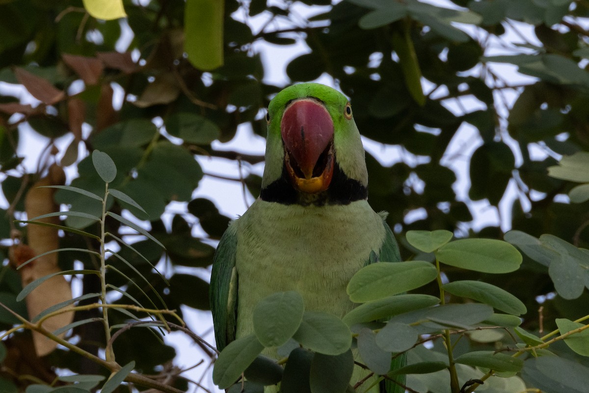 Alexandrine Parakeet - ML609204838