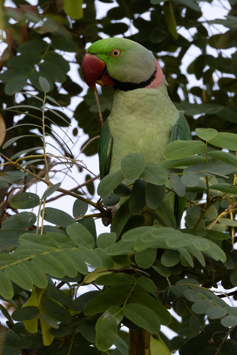 Alexandrine Parakeet - ML609204839