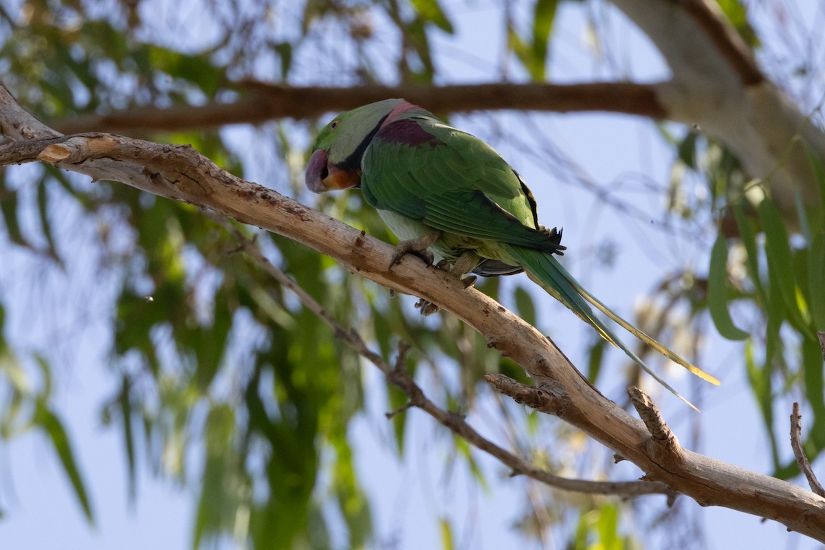 Alexandrine Parakeet - ML609204840
