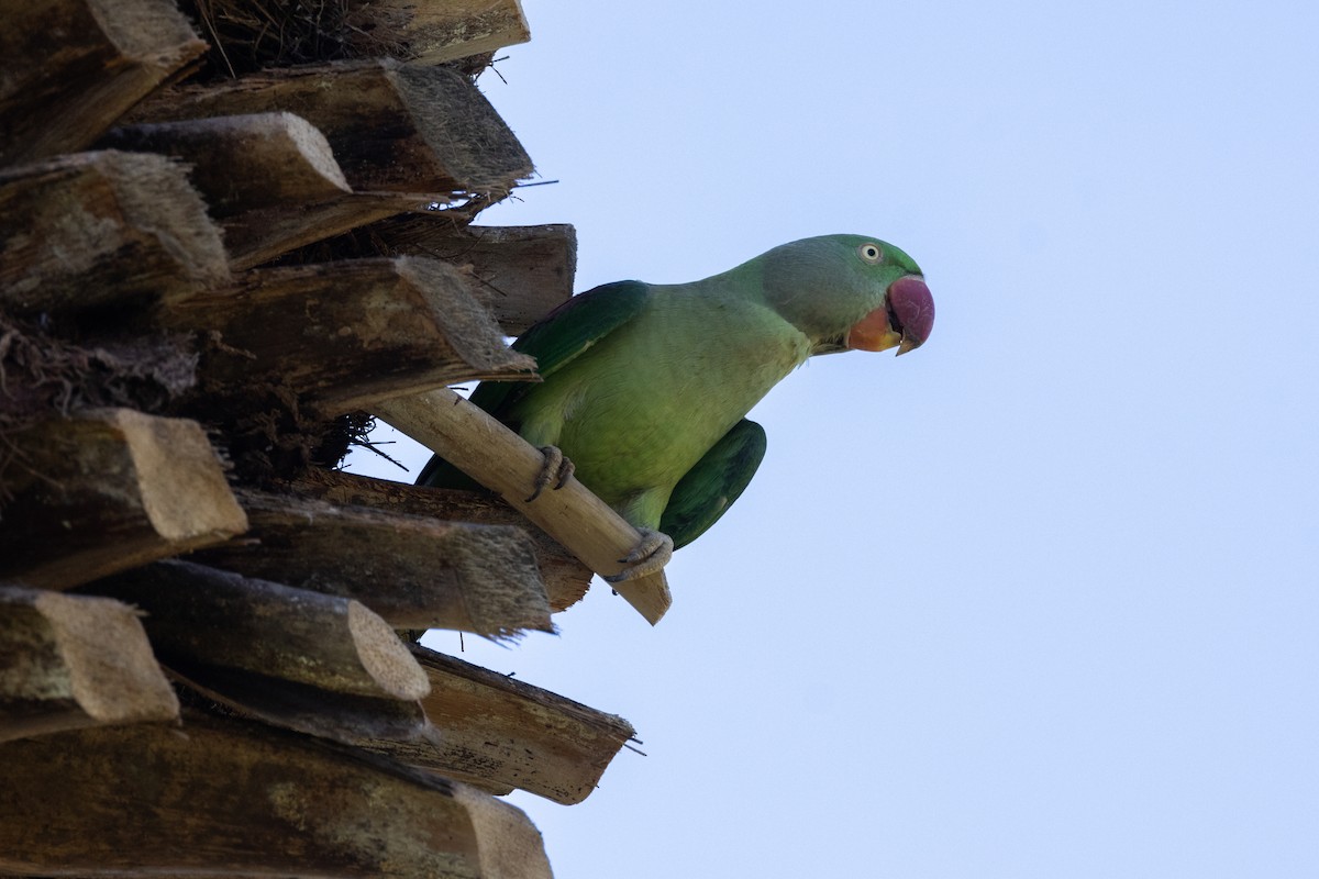 Alexandrine Parakeet - ML609204841