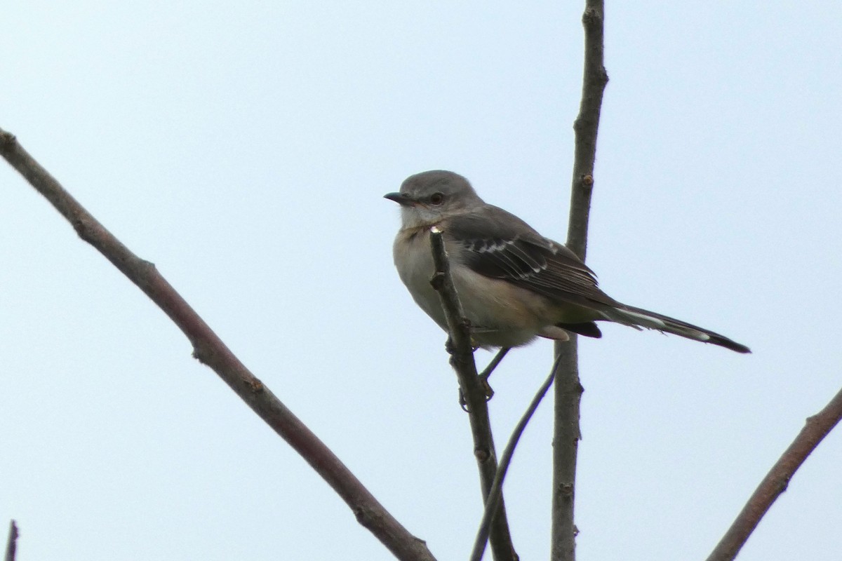 Northern Mockingbird - ML609204878