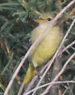 Western Tanager - ML609204881