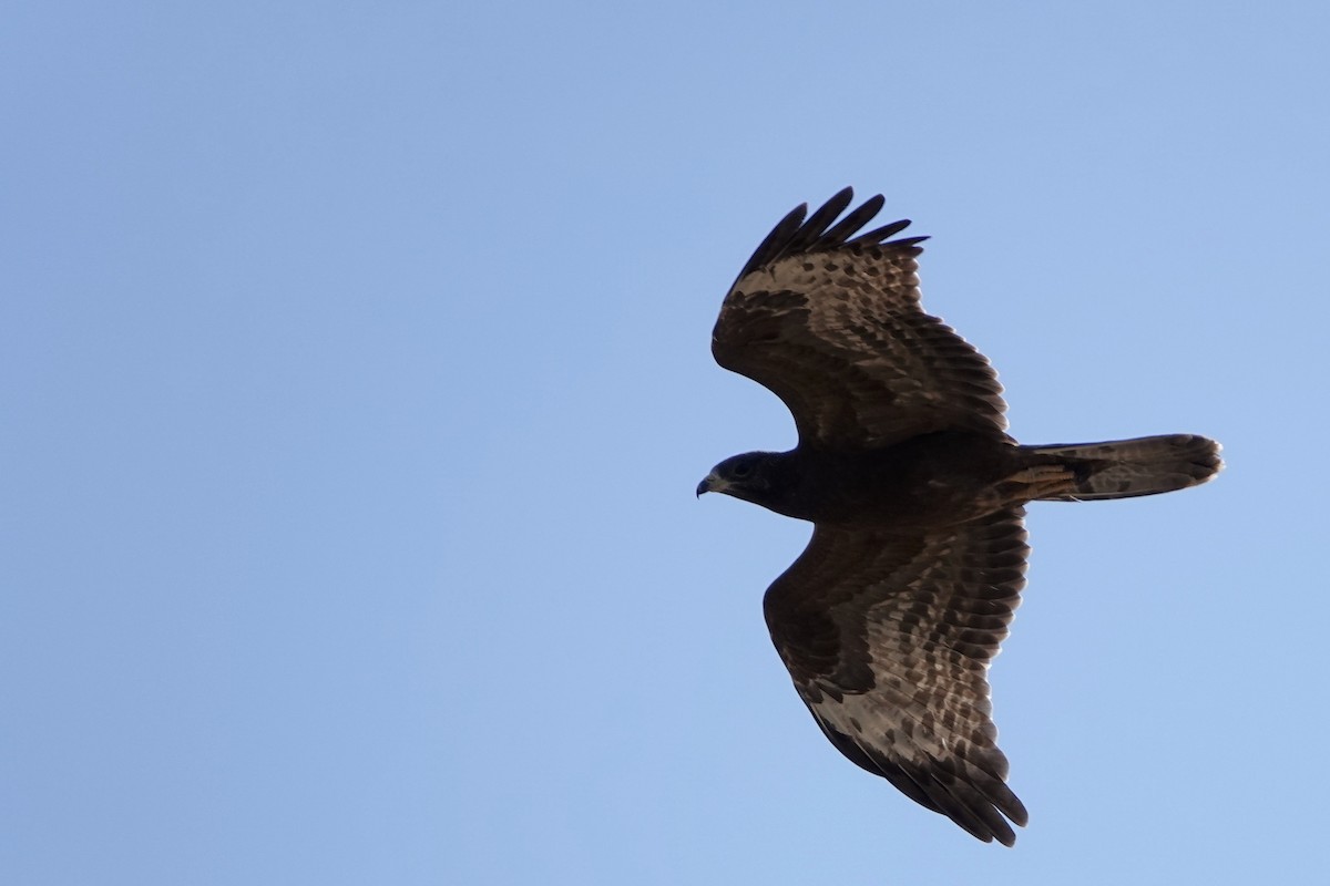 European Honey-buzzard - ML609204894