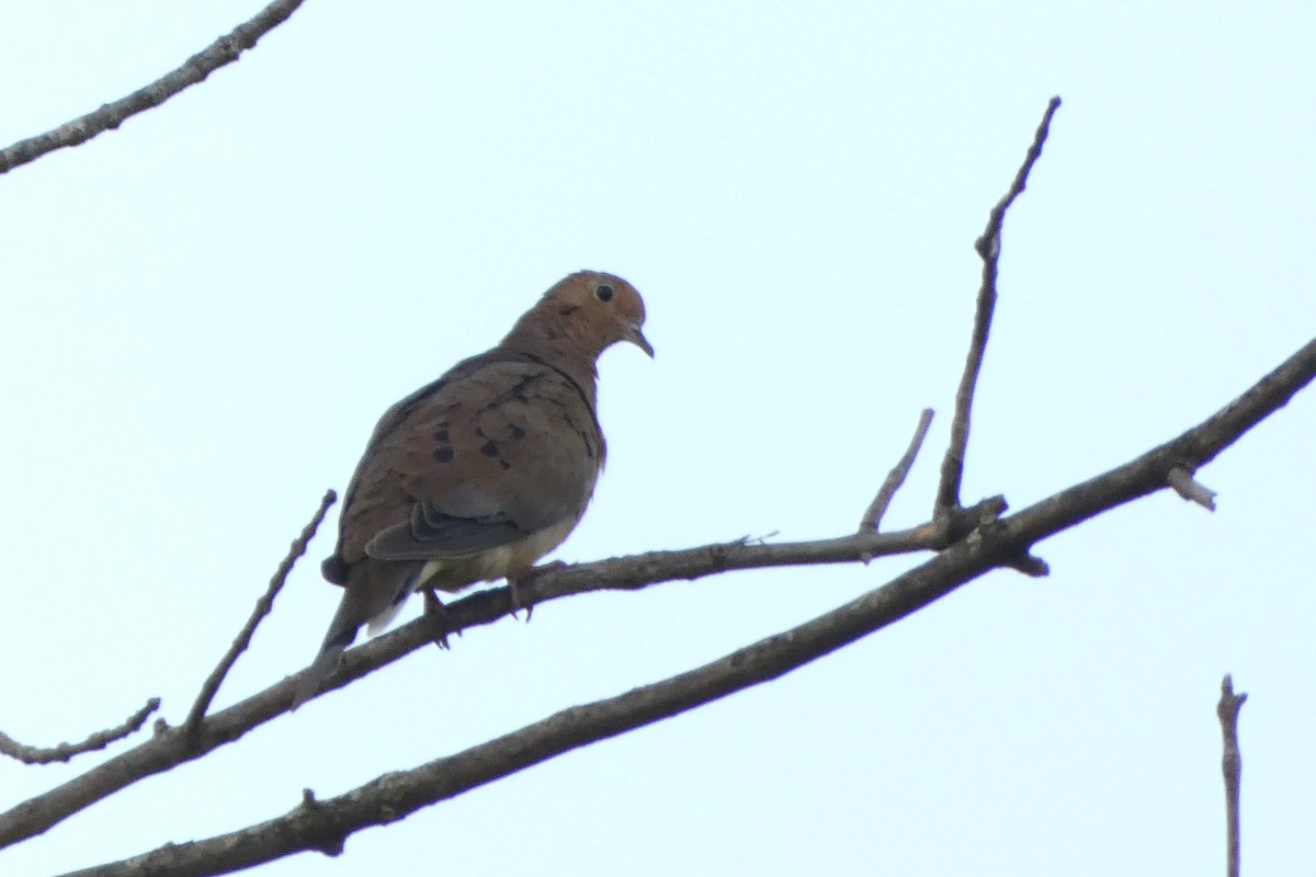 Mourning Dove - ML609204903