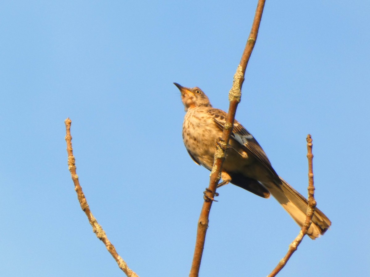 Northern Mockingbird - ML609204906