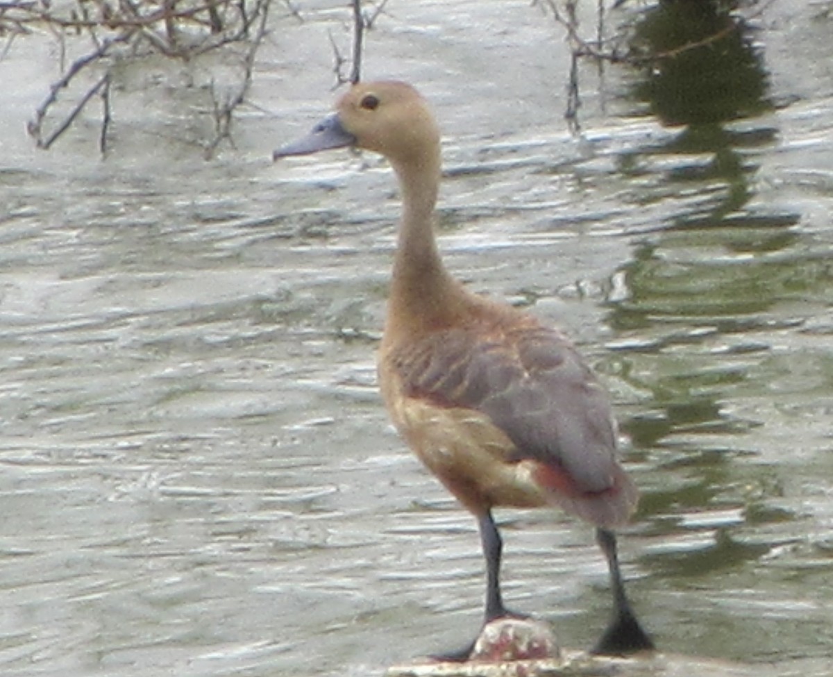 Lesser Whistling-Duck - ML609204927