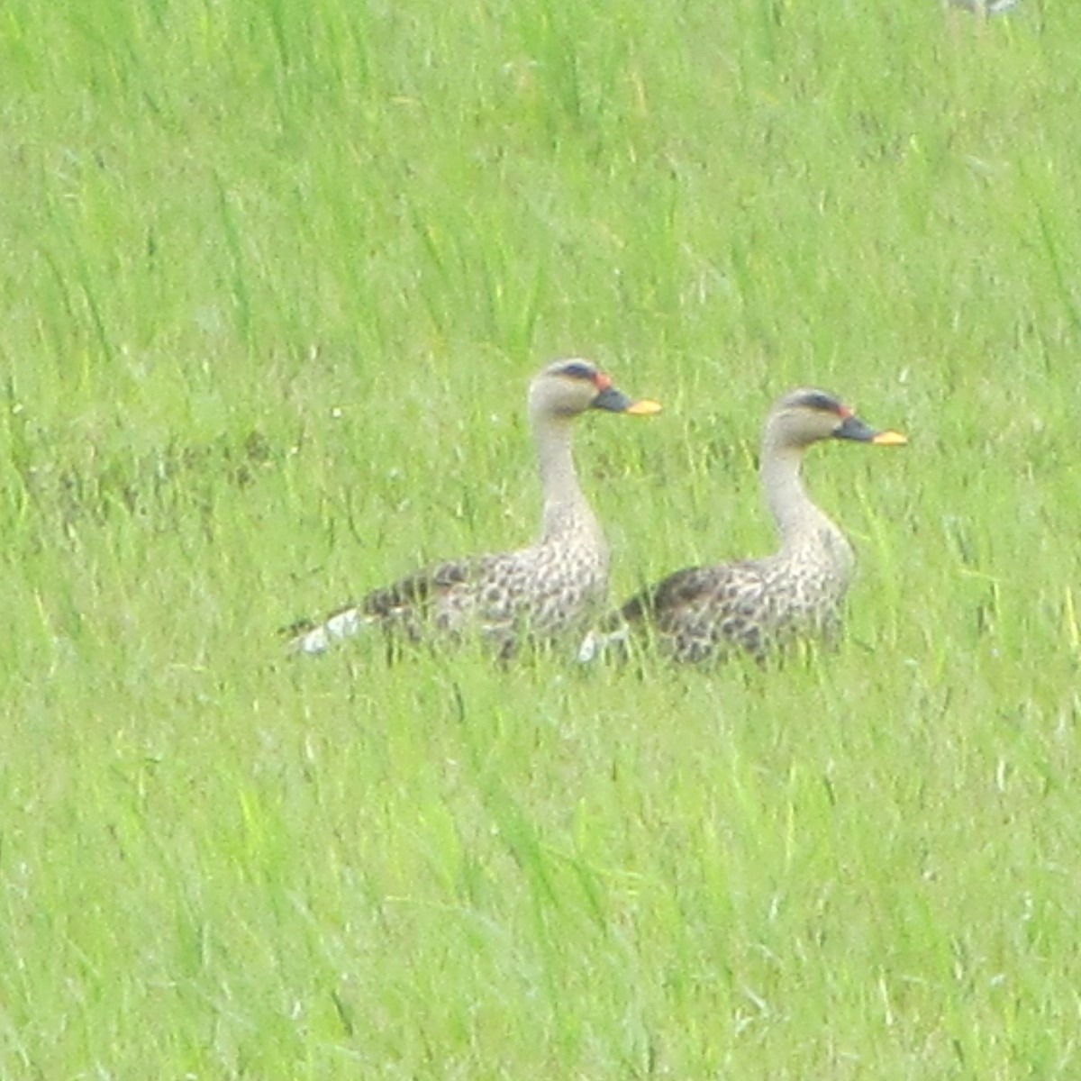 Indian Spot-billed Duck - ML609204936