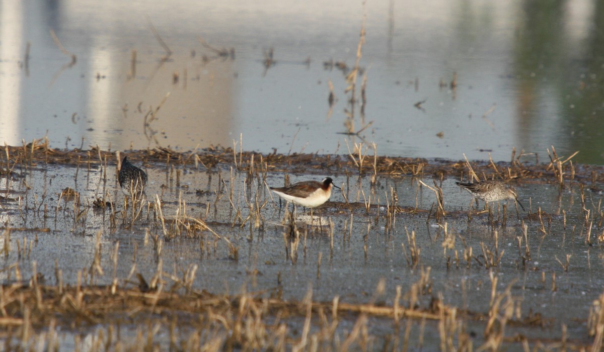 Stilt Sandpiper - ML609204944