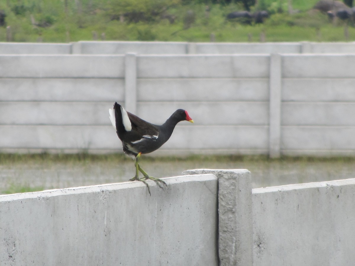 Eurasian Moorhen - ML609204960