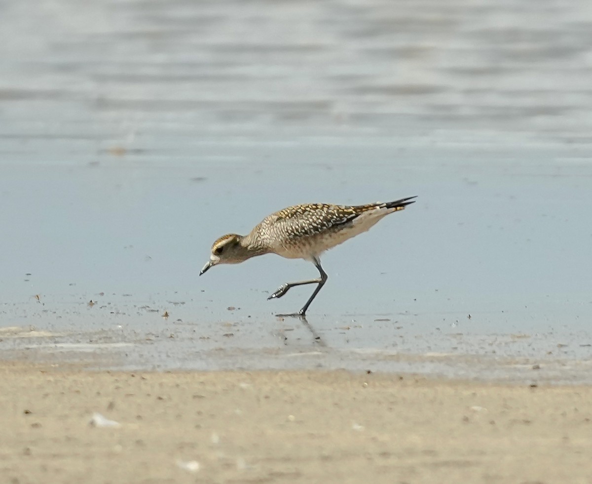 American Golden-Plover - ML609204981