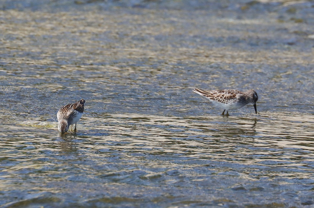 Least Sandpiper - ML609205041