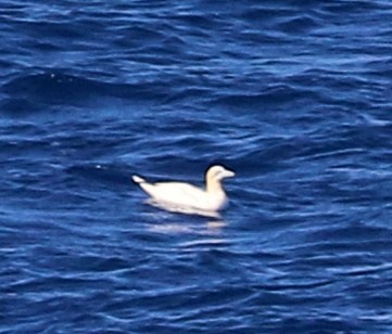 Northern Gannet - ML609205236