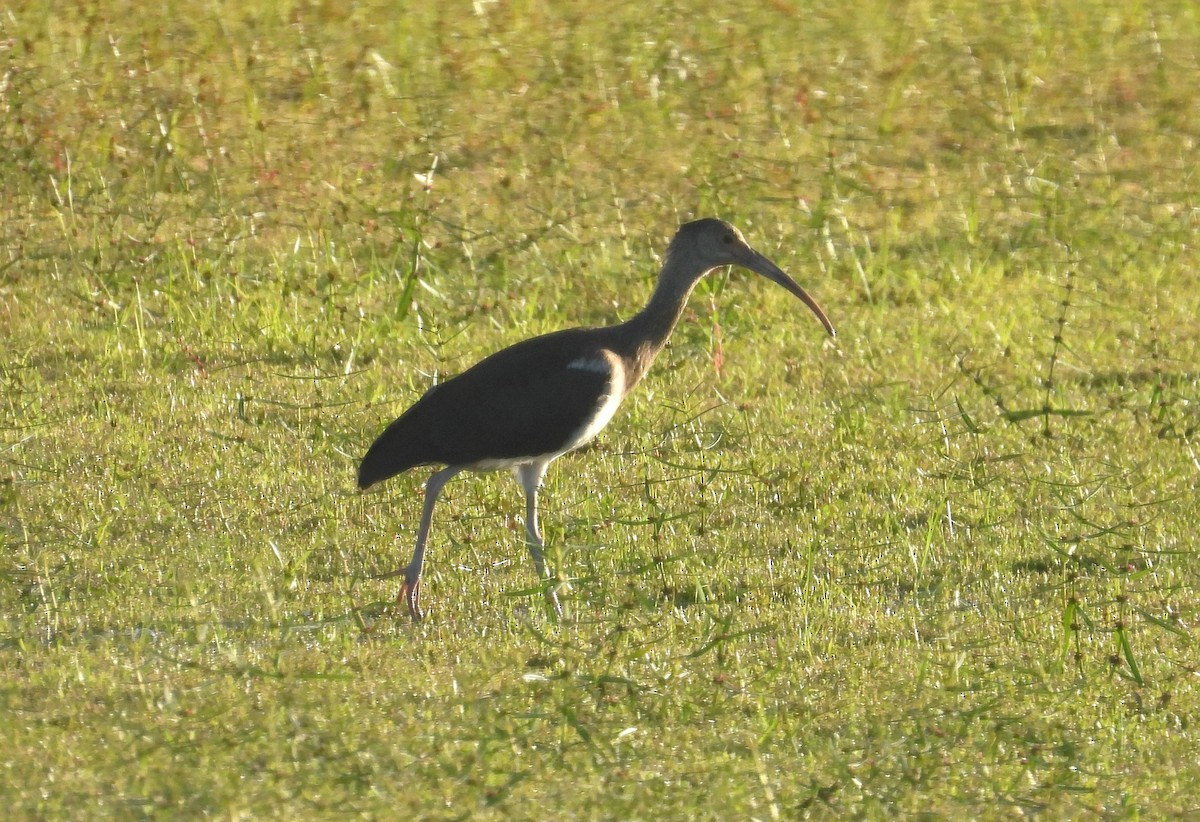 White Ibis - Mike Manetz