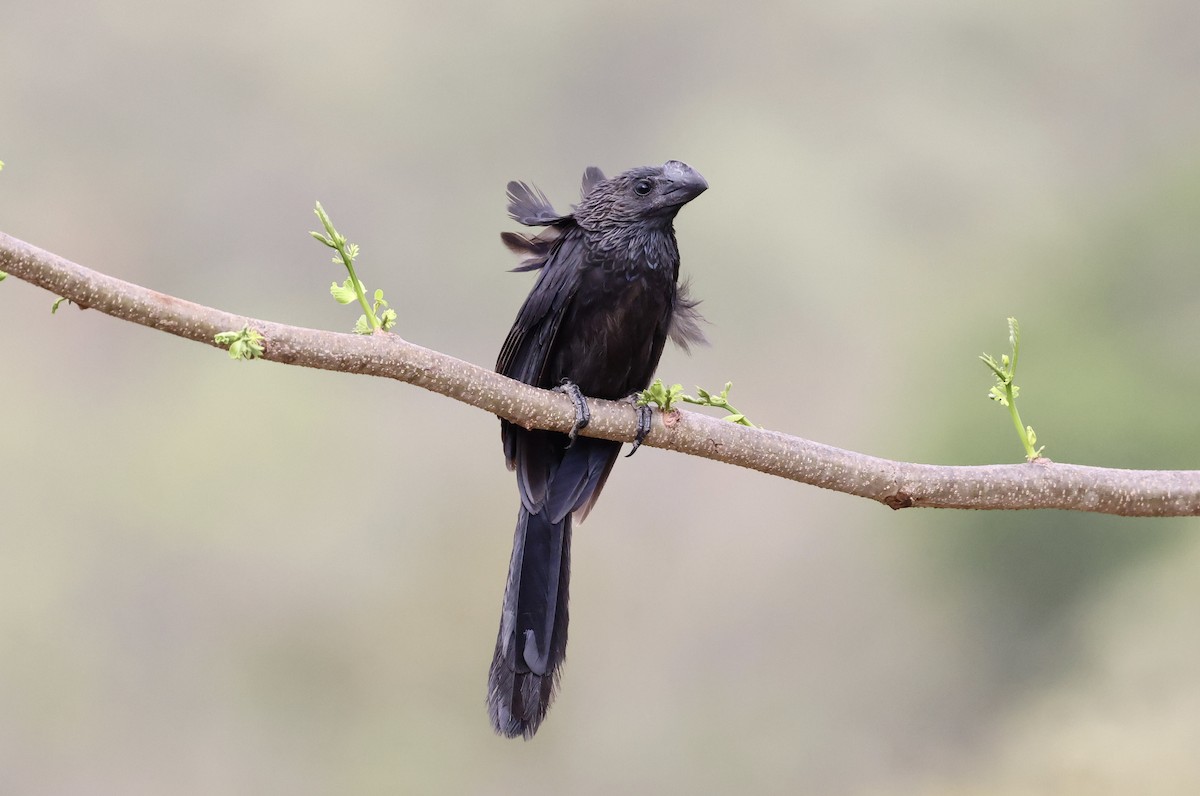 Smooth-billed Ani - ML609205359