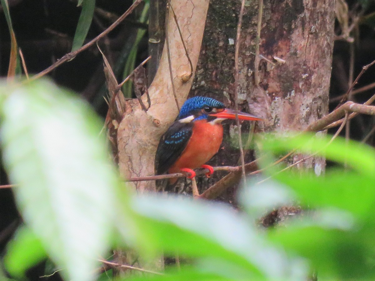 Blue-eared Kingfisher - ML609205374