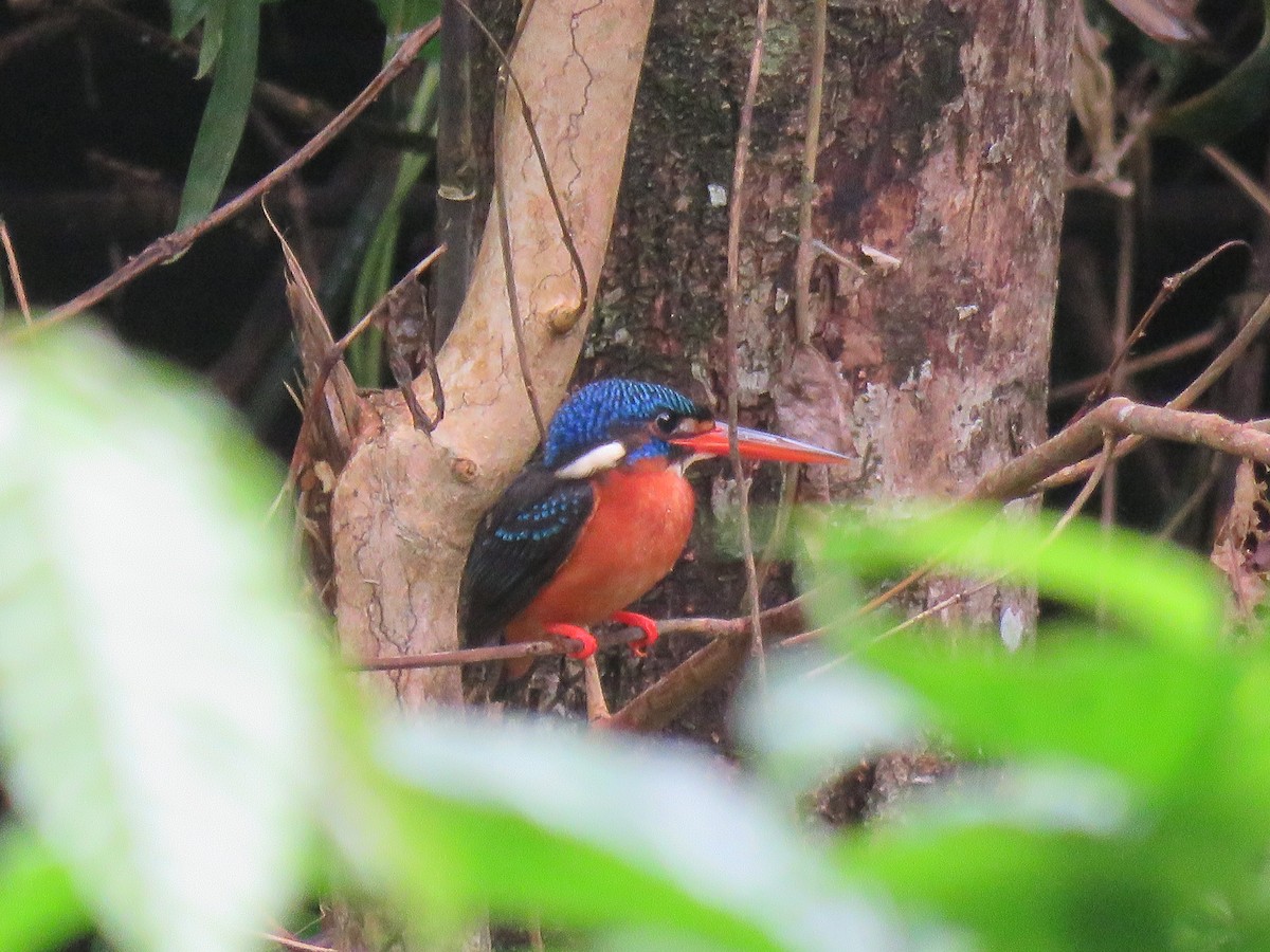 Blue-eared Kingfisher - ML609205375