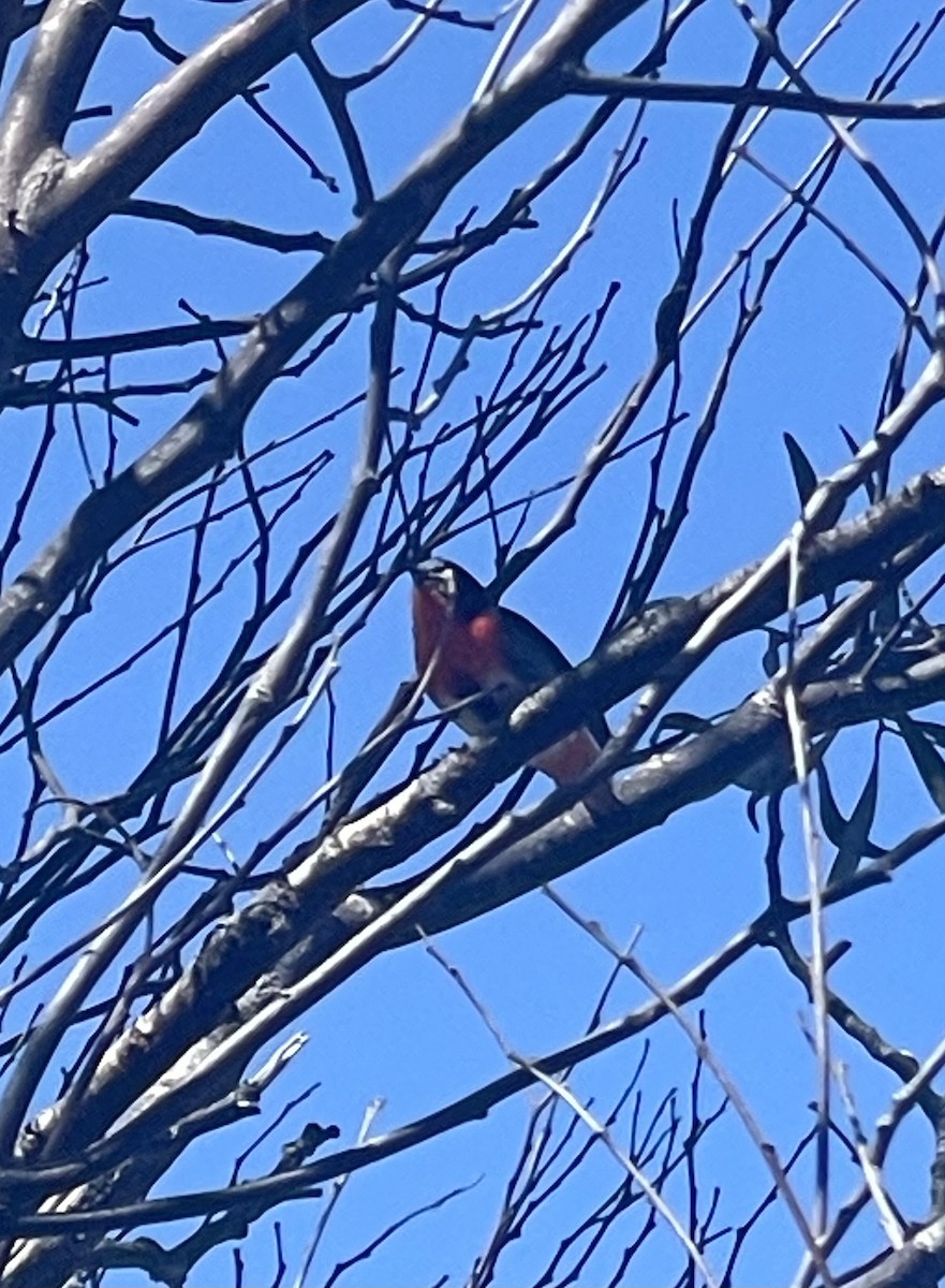 Mistletoebird - ML609205388